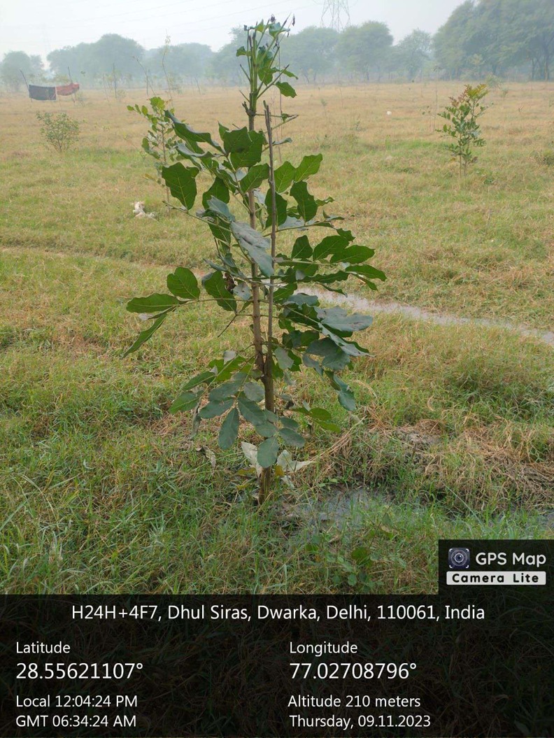 Compensatory Afforestation